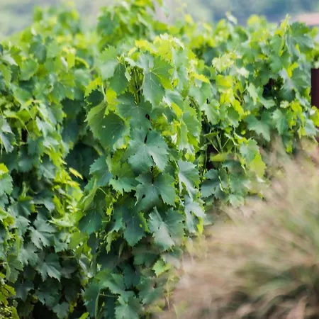 Tenuta Di Castellaro Winery & *