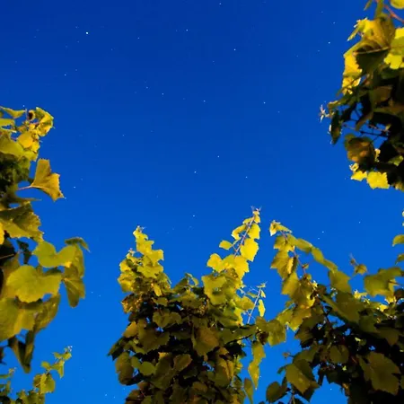 Rezort Tenuta Di Castellaro Winery & *