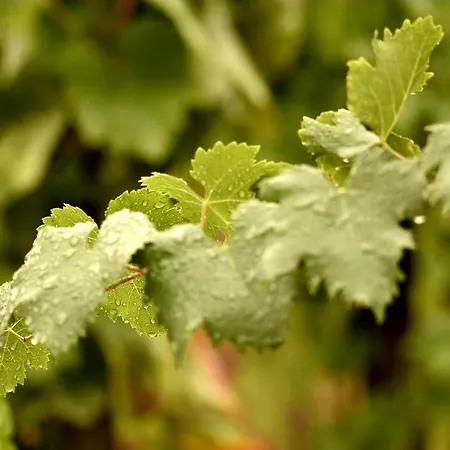 Tenuta Di Castellaro Winery &