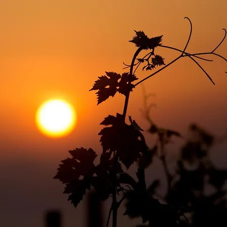 Rezort Tenuta Di Castellaro Winery &