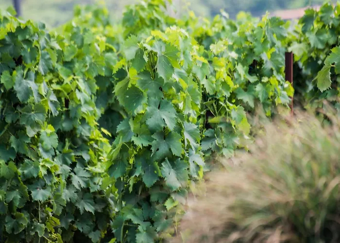 Tenuta Di Castellaro Winery & *